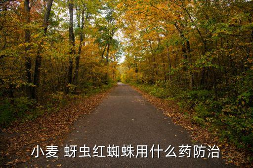 小麥 蚜蟲紅蜘蛛用什么藥防治