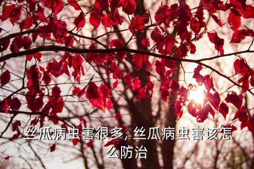 絲瓜用什么農藥好殺菌,絲瓜有蟲打什么農藥