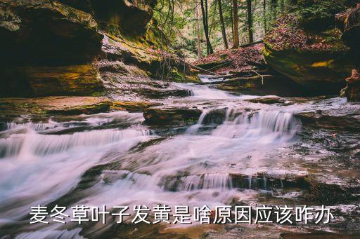  麥冬草葉子發黃是啥原因應該咋辦