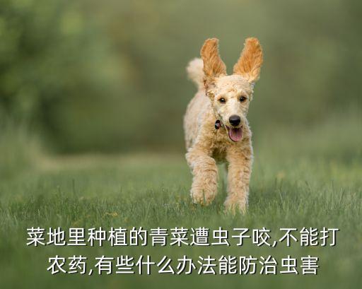 菜地防蚊蠅子用什么農藥