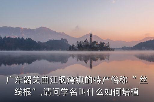 廣東韶關曲江楓灣鎮的特產俗稱“ 絲線根”,請問學名叫什么如何培植