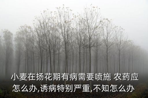  小麥在揚花期有病需要噴施 農(nóng)藥應(yīng)怎么辦,誘病特別嚴重,不知怎么辦