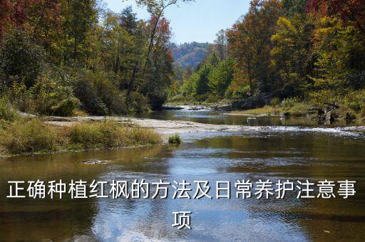 正確種植紅楓的方法及日常養(yǎng)護(hù)注意事項(xiàng)