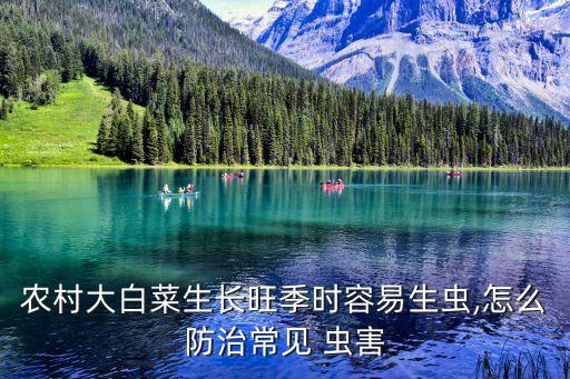 農(nóng)村大白菜生長(zhǎng)旺季時(shí)容易生蟲(chóng),怎么防治常見(jiàn) 蟲(chóng)害