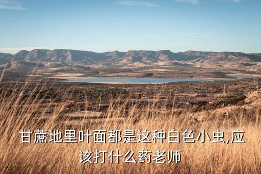 甘蔗農藥打什么藥最好,什么農藥禁止在甘蔗上使用