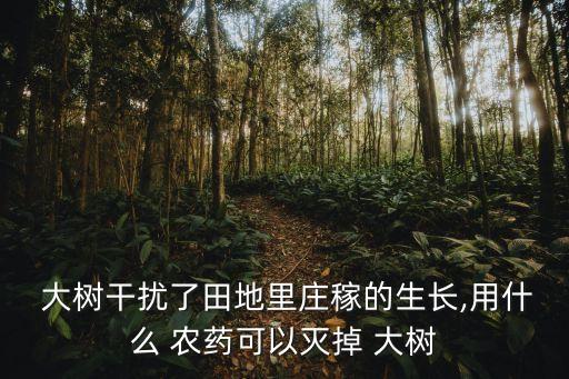 大樹用什么農藥能剎死,有沒有什么農藥能把大樹打死