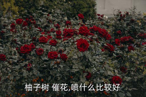 柚子樹 催花,噴什么比較好