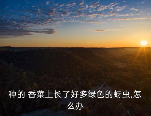 香菜苗用什么農藥除蟲好,除蟲什么農藥最好