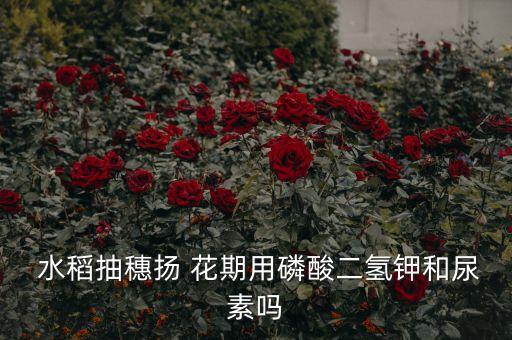 水稻揚花期需要打什么農藥