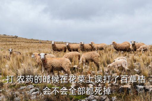 花期為什么不能打農藥,為什么打了農藥菜死完了