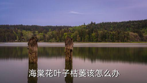 海棠干腐病用什么農(nóng)藥,軟腐病用什么農(nóng)藥