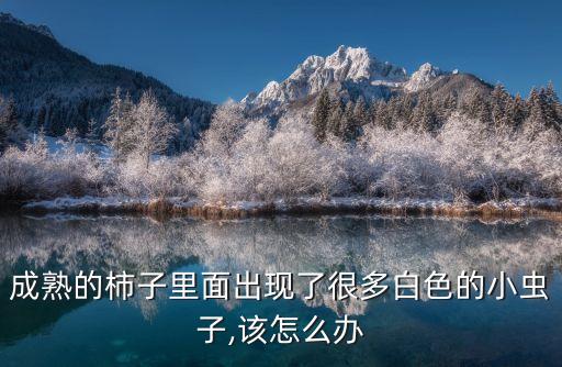 成熟的柿子里面出現了很多白色的小蟲子,該怎么辦