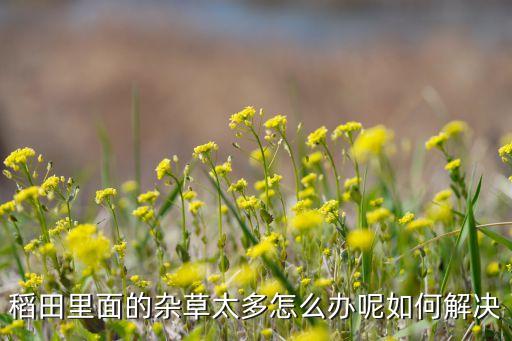 稻田里面的雜草太多怎么辦呢如何解決