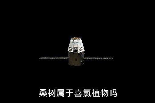  桑樹屬于喜氯植物嗎