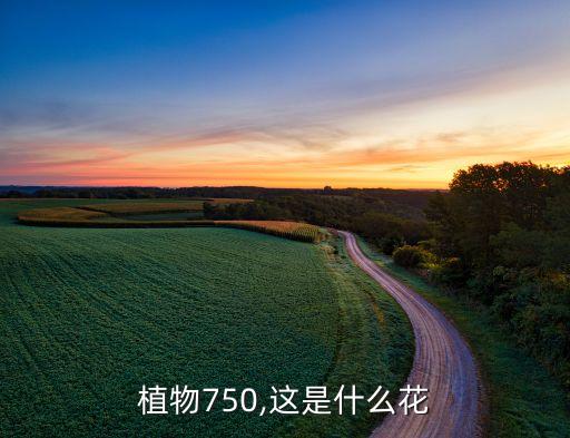 植物750,這是什么花