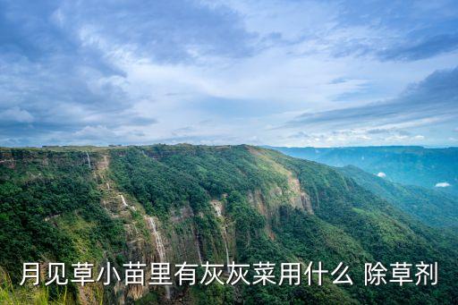 灰條菜用什么農藥除草,什么農藥除草效果最好