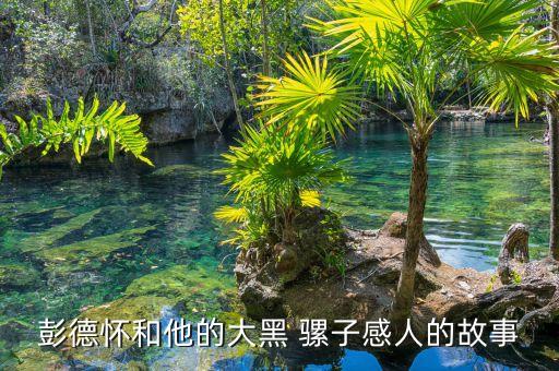 彭德懷和他的大黑 騾子感人的故事