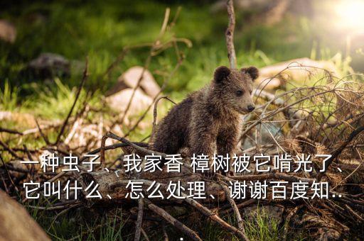 一種蟲子、我家香 樟樹被它啃光了、它叫什么、怎么處理、謝謝百度知...