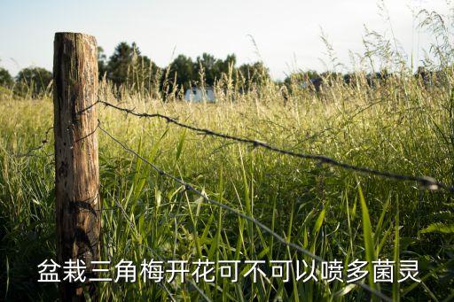 盆栽需要噴灑什么農藥,桃樹噴灑什么農藥