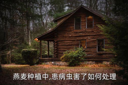  燕麥種植中,患病蟲害了如何處理