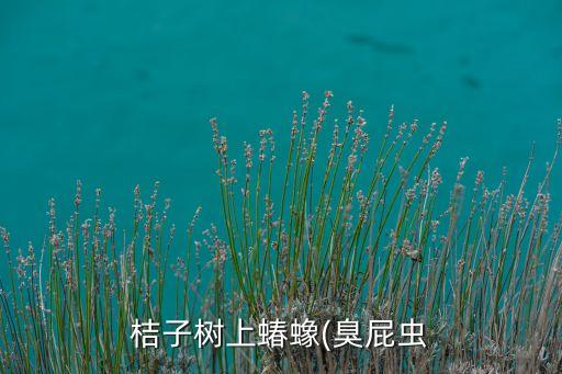 桔子樹上蝽蟓(臭屁蟲