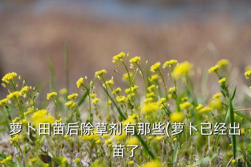 白蘿卜施什么農藥殺蟲最好