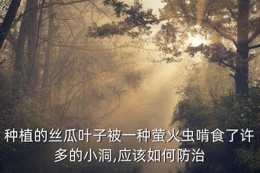 種植的絲瓜葉子被一種螢火蟲啃食了許多的小洞,應(yīng)該如何防治