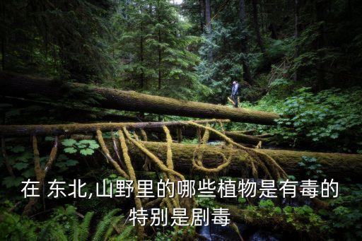 東北野生山核桃,東北山野生什么農藥好