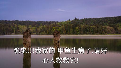 跪求!!!我家的 甲魚生病了,請好心人救救它!