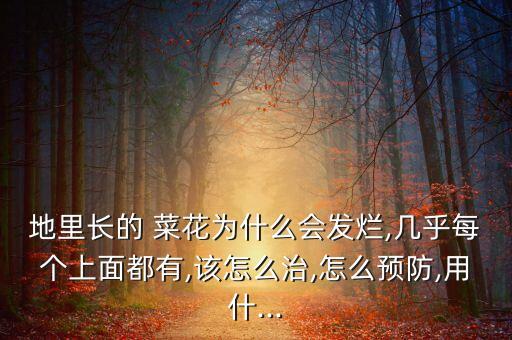 地里長的 菜花為什么會發(fā)爛,幾乎每個上面都有,該怎么治,怎么預(yù)防,用什...