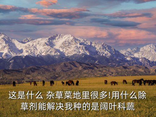 這是什么 雜草菜地里很多!用什么除草劑能解決我種的是闊葉科蔬