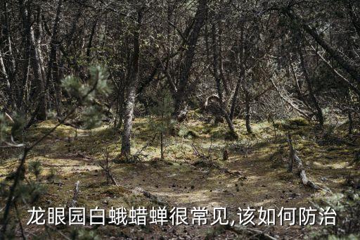 龍眼園白蛾蠟蟬很常見,該如何防治