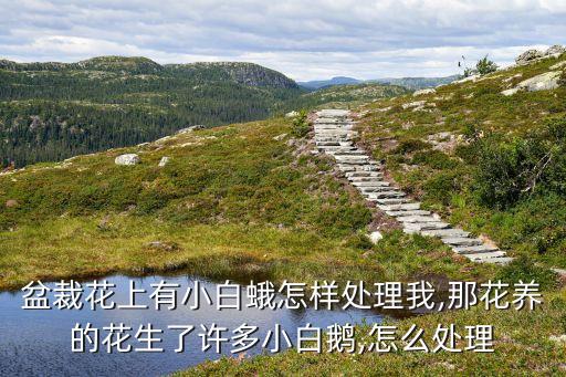 盆裁花上有小白蛾怎樣處理我,那花養的花生了許多小白鵝,怎么處理
