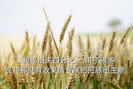 ...我已損失四分之一,用了很多 農(nóng)藥都沒有效果請專家把把脈出主意...