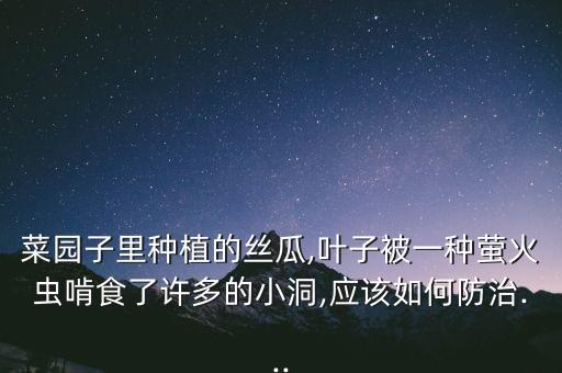 菜園子里種植的絲瓜,葉子被一種螢火蟲啃食了許多的小洞,應(yīng)該如何防治...