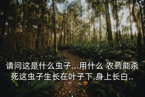 請問這是什么蟲子…用什么 農藥能殺死這蟲子生長在葉子下,身上長白...