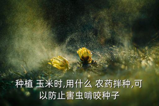 種植 玉米時(shí),用什么 農(nóng)藥拌種,可以防止害蟲啃咬種子