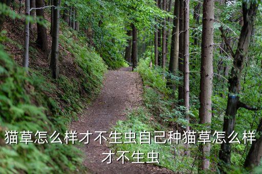 貓草怎么樣才不生蟲自己種貓草怎么樣才不生蟲