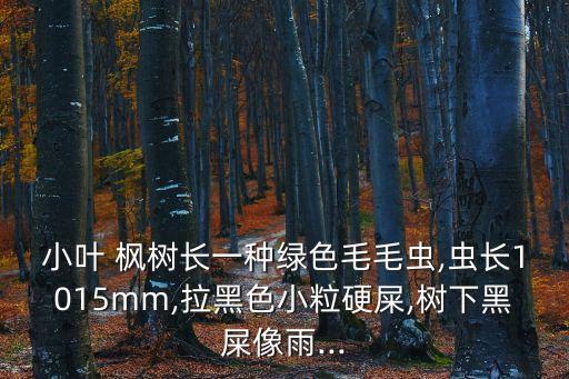 小葉 楓樹長一種綠色毛毛蟲,蟲長1015mm,拉黑色小粒硬屎,樹下黑屎像雨...