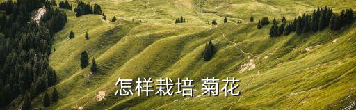 菊花種植需要什么農藥,種植菊花一畝地收入