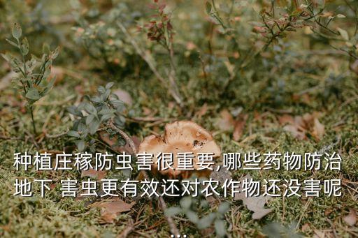 種植莊稼防蟲害很重要,哪些藥物防治地下 害蟲更有效還對(duì)農(nóng)作物還沒害呢...