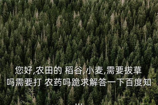 您好,農(nóng)田的 稻谷,小麥,需要拔草嗎需要打 農(nóng)藥嗎跪求解答一下百度知...