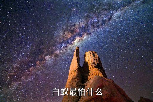 白蟻?zhàn)钆率裁? class=