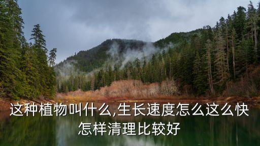 這種植物叫什么,生長速度怎么這么快怎樣清理比較好