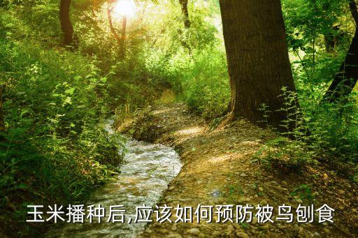 玉米播種后,應(yīng)該如何預(yù)防被鳥(niǎo)刨食