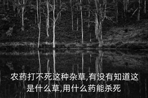  農藥打不死這種雜草,有沒有知道這是什么草,用什么藥能殺死