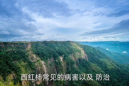 采摘西紅柿用什么農藥防治,西紅柿打什么農藥