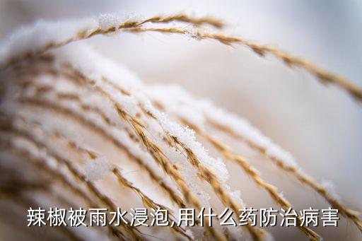 辣椒被雨水浸泡,用什么藥防治病害