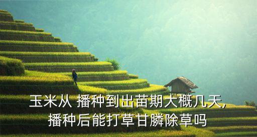 玉米播種早打什么農藥