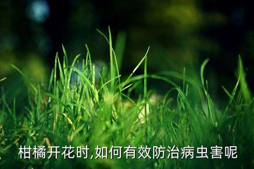 柑橘開花時,如何有效防治病蟲害呢